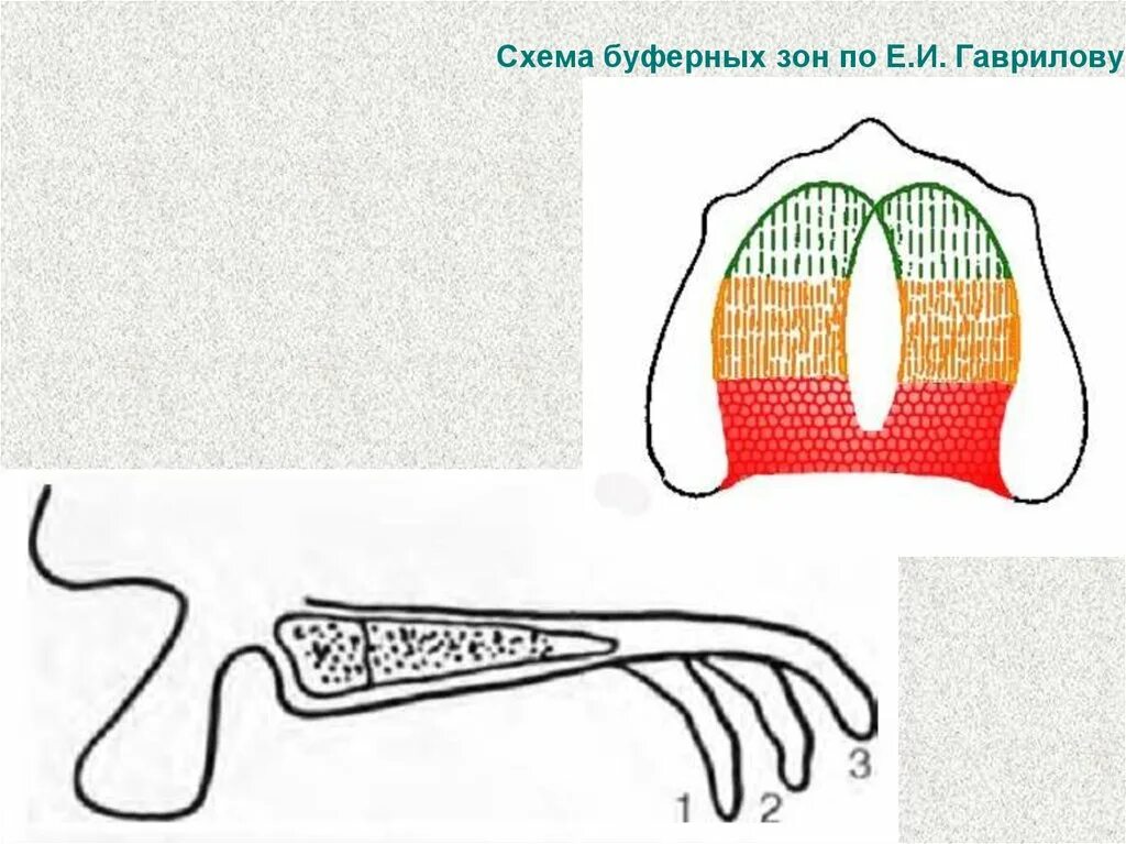 Зона податливости слизистой оболочки. Зона податливости слизистой оболочки по Гаврилову. Теория буферных зон по Гаврилову. Буферные зоны слизистой оболочки по Гаврилову. Схема буферных зон по е.и. Гаврилову..