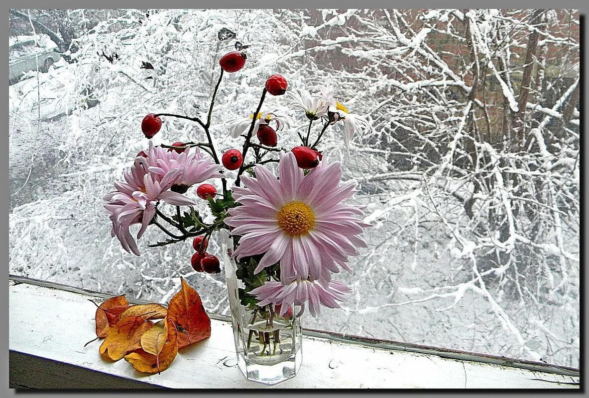 Доброе морозное осеннее. Цветы на окне зимой. Цветы на заснеженном окне. Букет на зимнем окне. Снежное утро цветы.