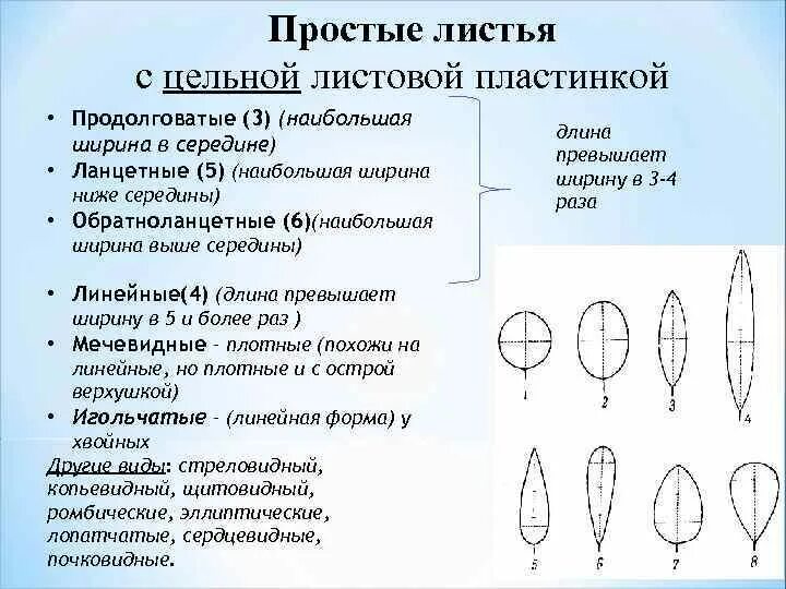 Плотный остро. Формы простых листьев с цельной листовой пластинкой. Классификация простых листьев с цельной пластинкой. Типы верхушек листовой пластинки. Основные формы цельных листовых пластинок.