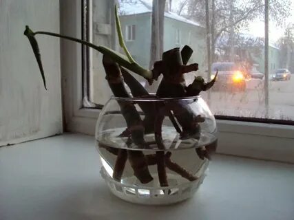 Укоренение монстеры черенками