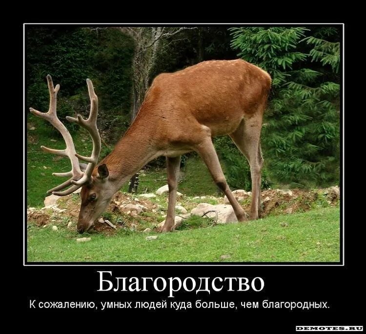 Что такое быть благородным