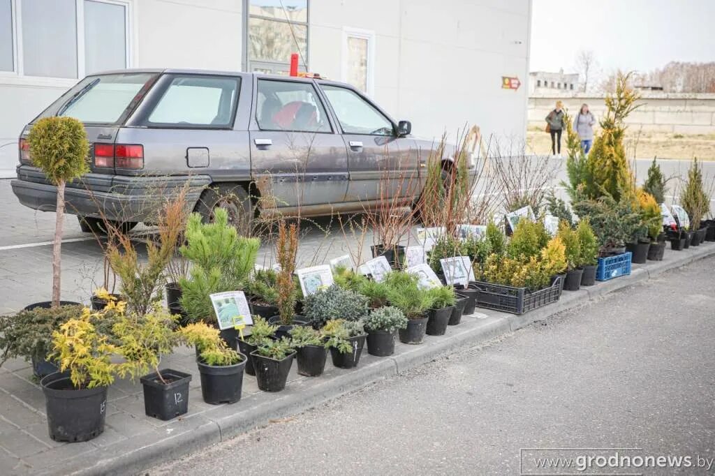 S13 гродно свежие