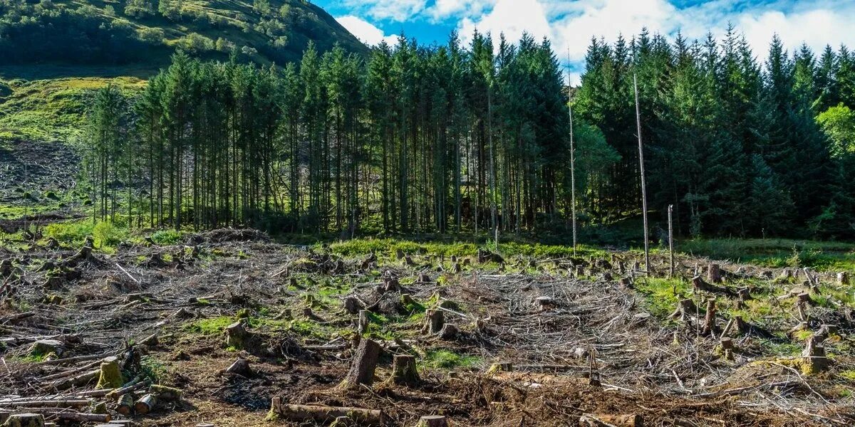 Виды уничтожения лесов