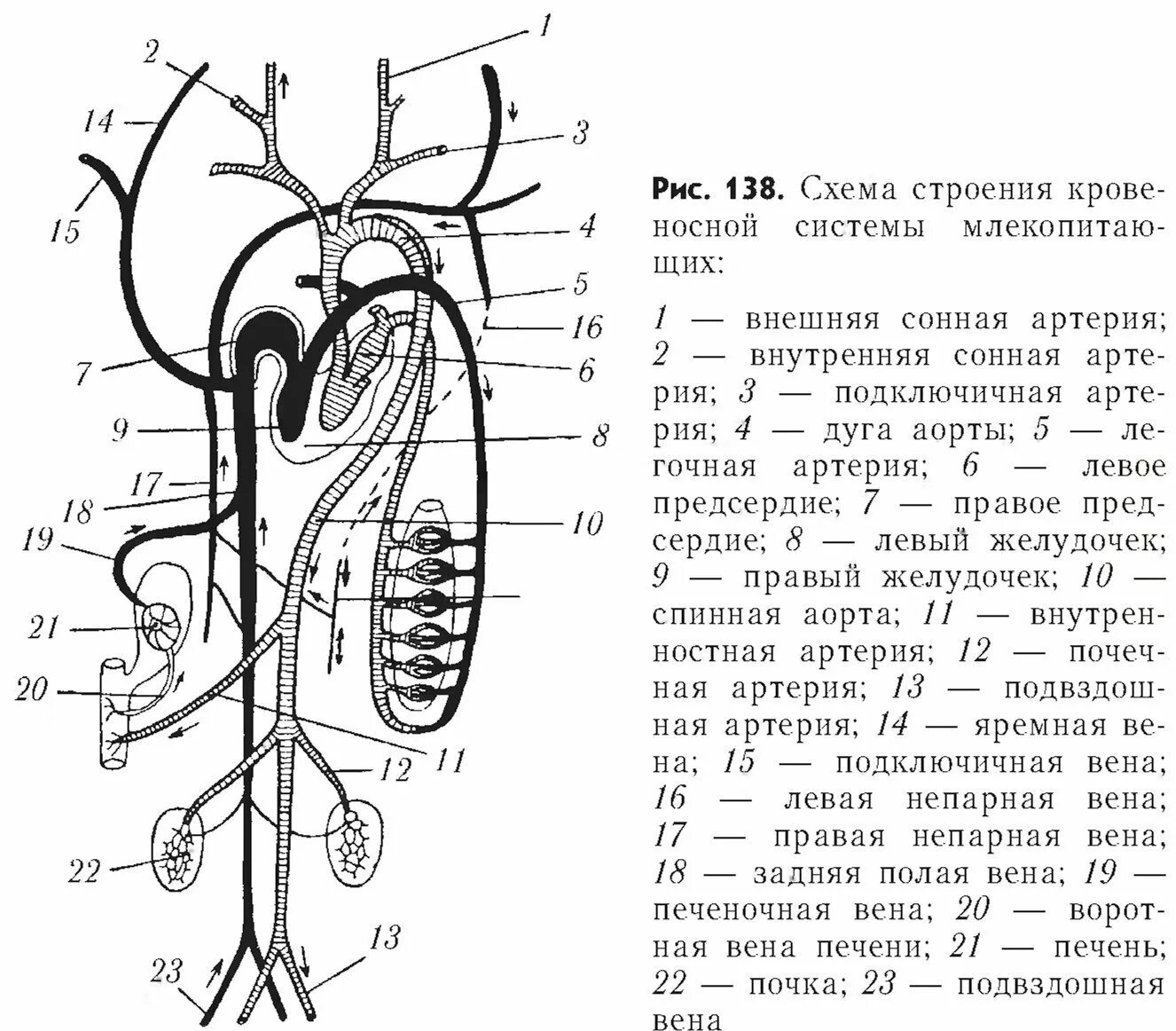 Строение кровеносной системы млекопитающих. Строение кровеносной системы млекопитающих