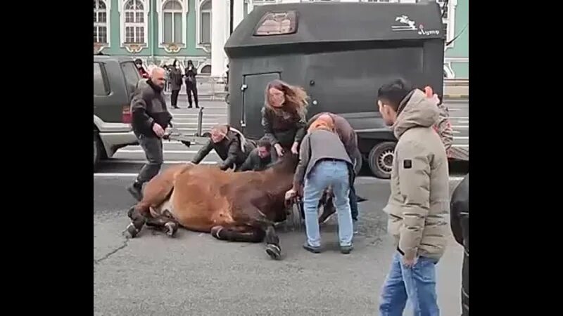 На девушку упала лошадь 19. Лошади на Дворцовой площади. Лошадь Буян. Лошади на Дворцовой 2000 год.
