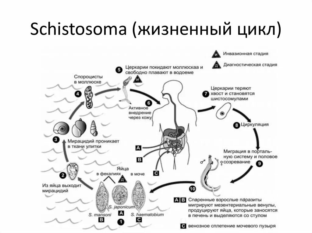 Цикл развития кровяного сосальщика. Жизненный цикл шистосомы кровяной. Схема цикла развития трематод. Цикл развития кровяного сосальщика схема.