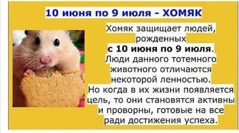 Прибыль в час или баланс в хомяке