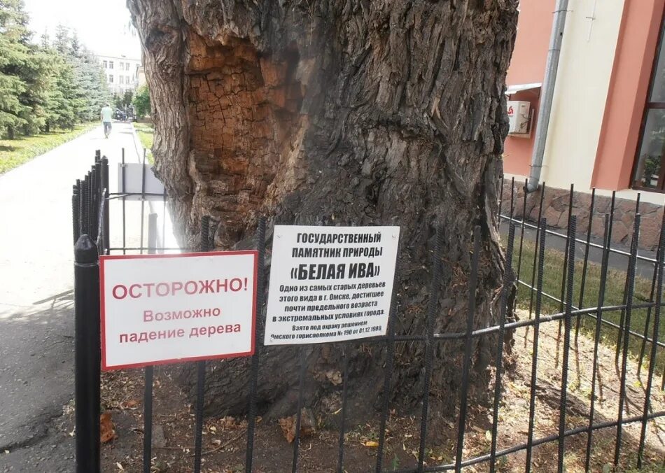 Осторожно дерева. Осторожно деревья. Осторожно дерева. Осторожно лес. Табличка кто посадил дерево.