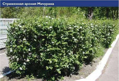Известно что черноплодная рябина декоративный кустарник