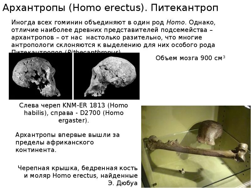 Архантропы строение черепа. Строение черепа питекантропа. Череп архантропа описание. Архантропы особенности строения