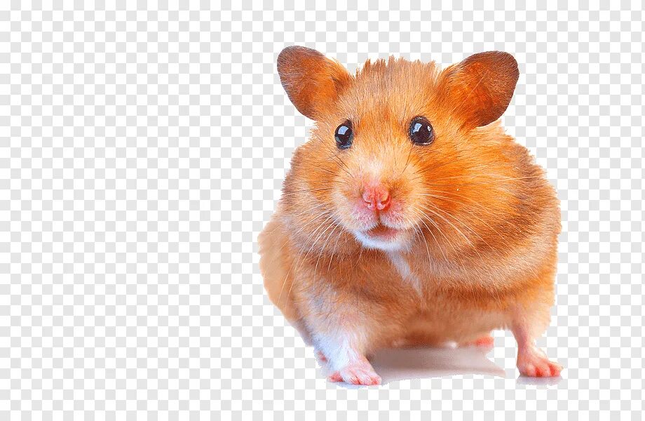 Хомяк. Мультяшного хомяка. Hamster combat png. Hamster combat png. Хомяк.