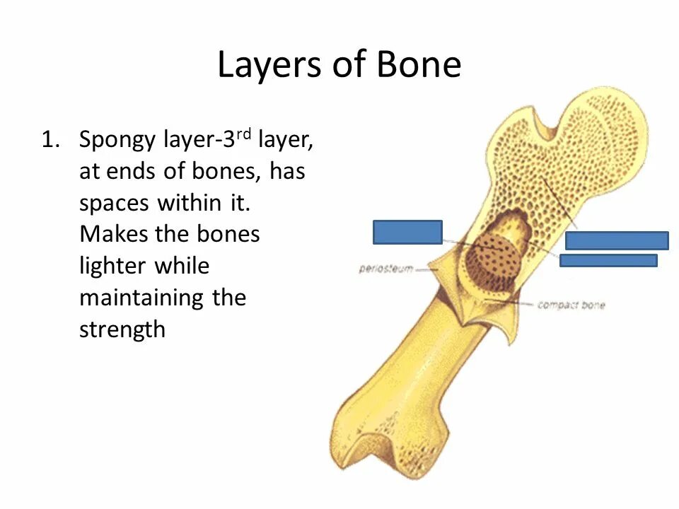 What are the two layers of Bones?. Packet Bone Bone Light. Have a Bone. The thumb has … Bones перевод.