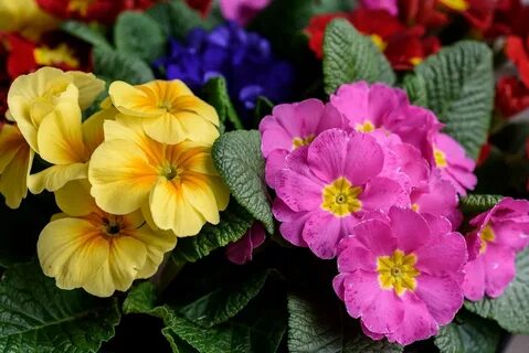 Примула primula
