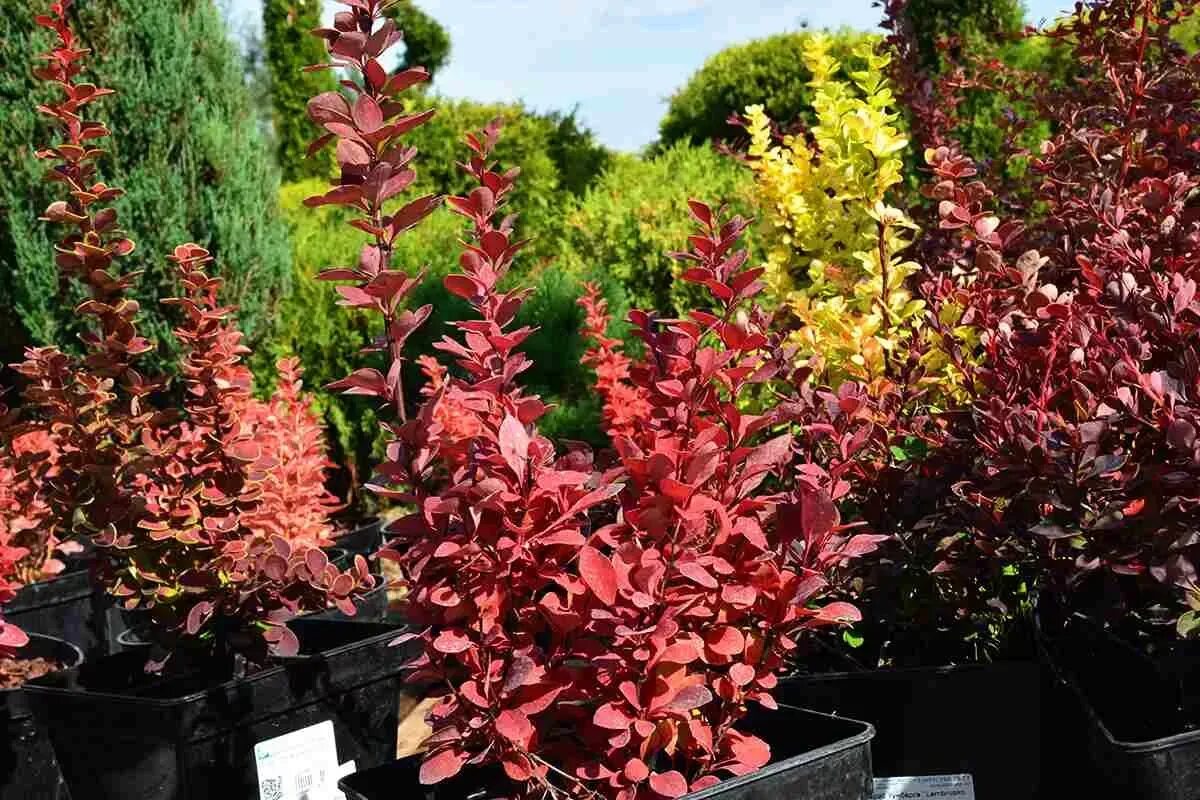 Ред компакт. Berberis thunbergii ред компакт (Red Compact). Барбарис Тунберга неон Голд. Барбарис ред диджей. Саженец барбариса ред бёрд.