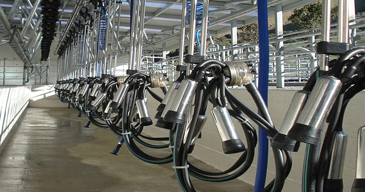 Оборудование для ферм. Майнинг ферма биткоина. Доильный зал елочка gea. Доильная система для коров карусель. Оборудование для ферм.