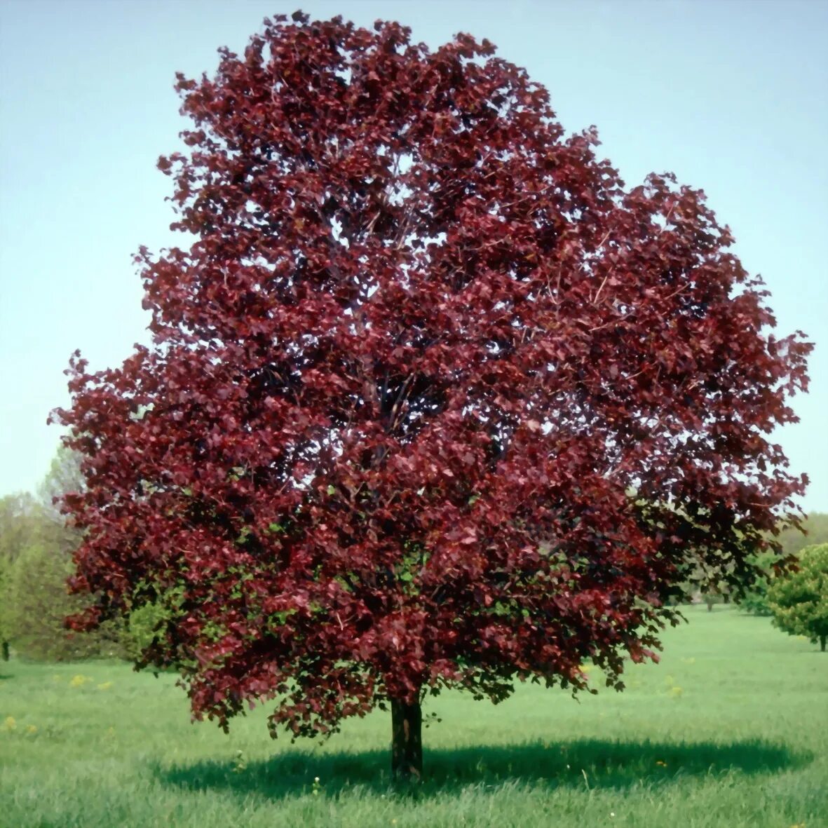 Клен остролистный Роял ред. Acer platanoides 'Royal Red'. Клен остролистный Кримсон Кинг. Клен остролистный (Acer platanoides). Красные деревья названия и фото