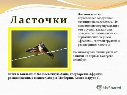 Ласточка зимующая птица