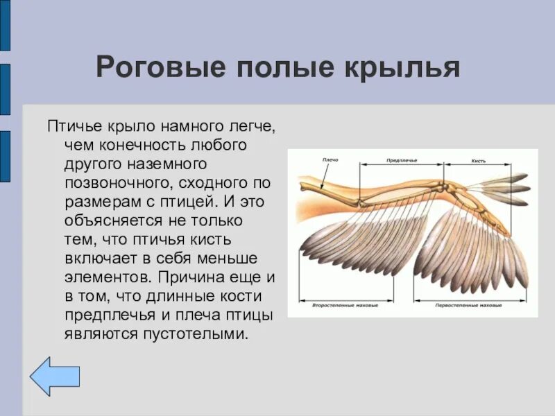 Форма тела птиц особенности строения значение. Особенности строения крыла. Птичье крыло строение. Крыло птицы строение. Внешнее строение крыльев.