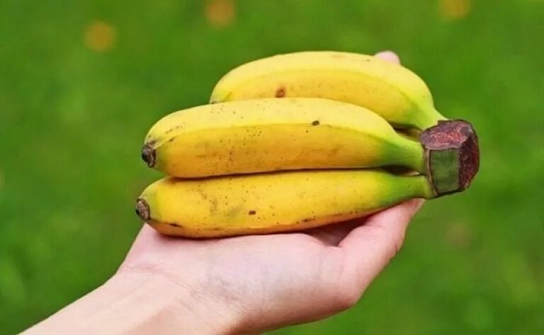 Банан и мини банан. Беби банан. Бэби банан сорт. Мини бананы Эквадор.