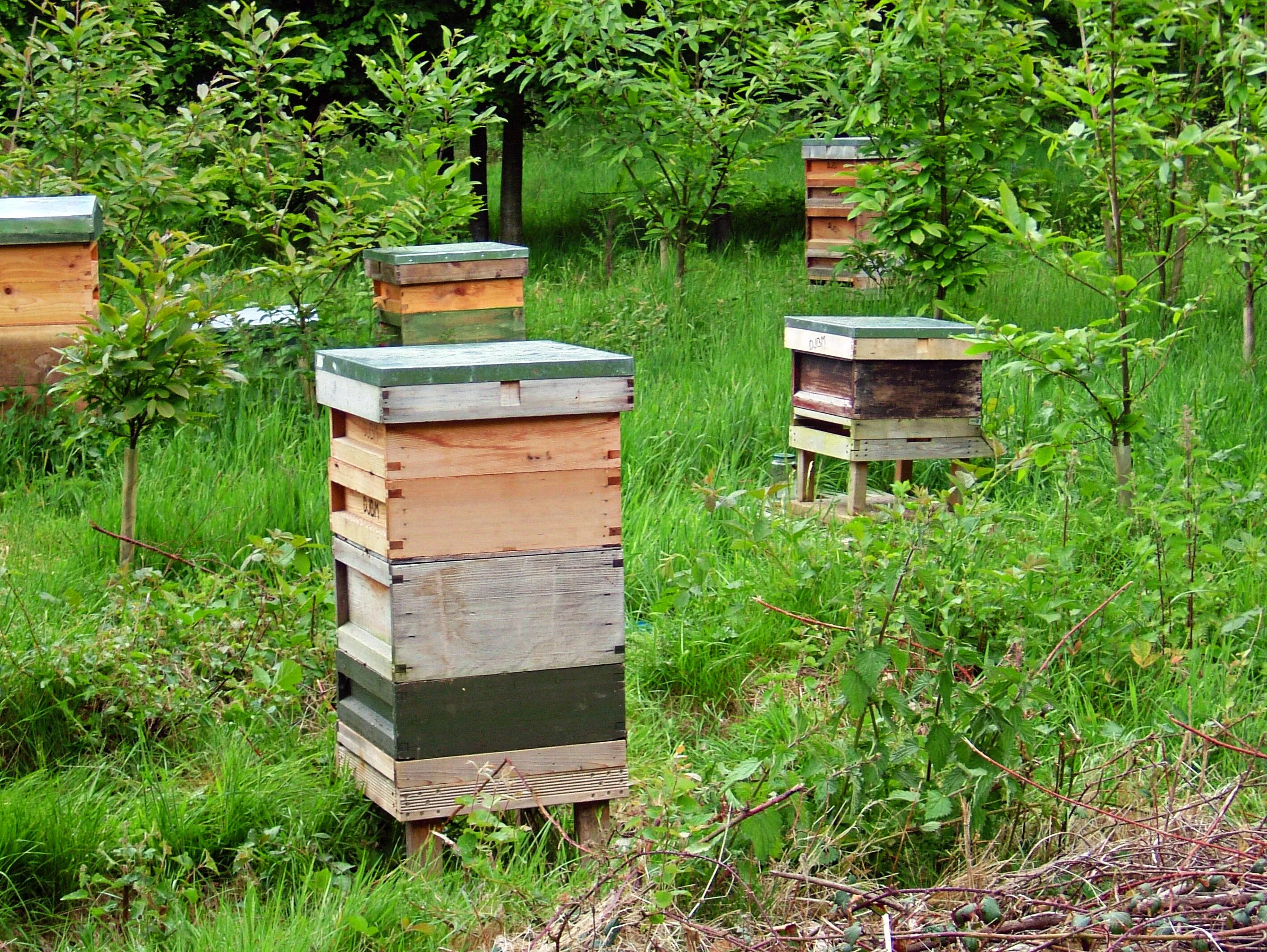 Валей улей. Улей михайлицина. вертикальный улей. вертикальные ульи. ульи для пчел.