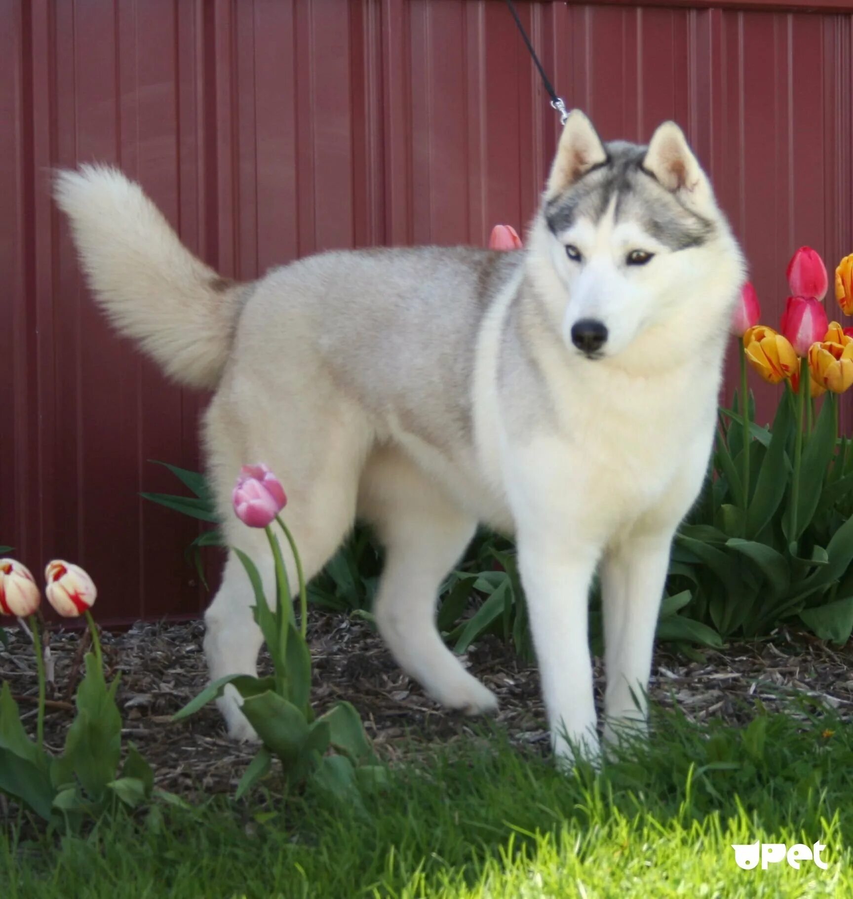 Фото лайка 2024. Фото лайка 2024. Зсл лайка. Западно сибирская лайка. Западносибирская лайка белая.