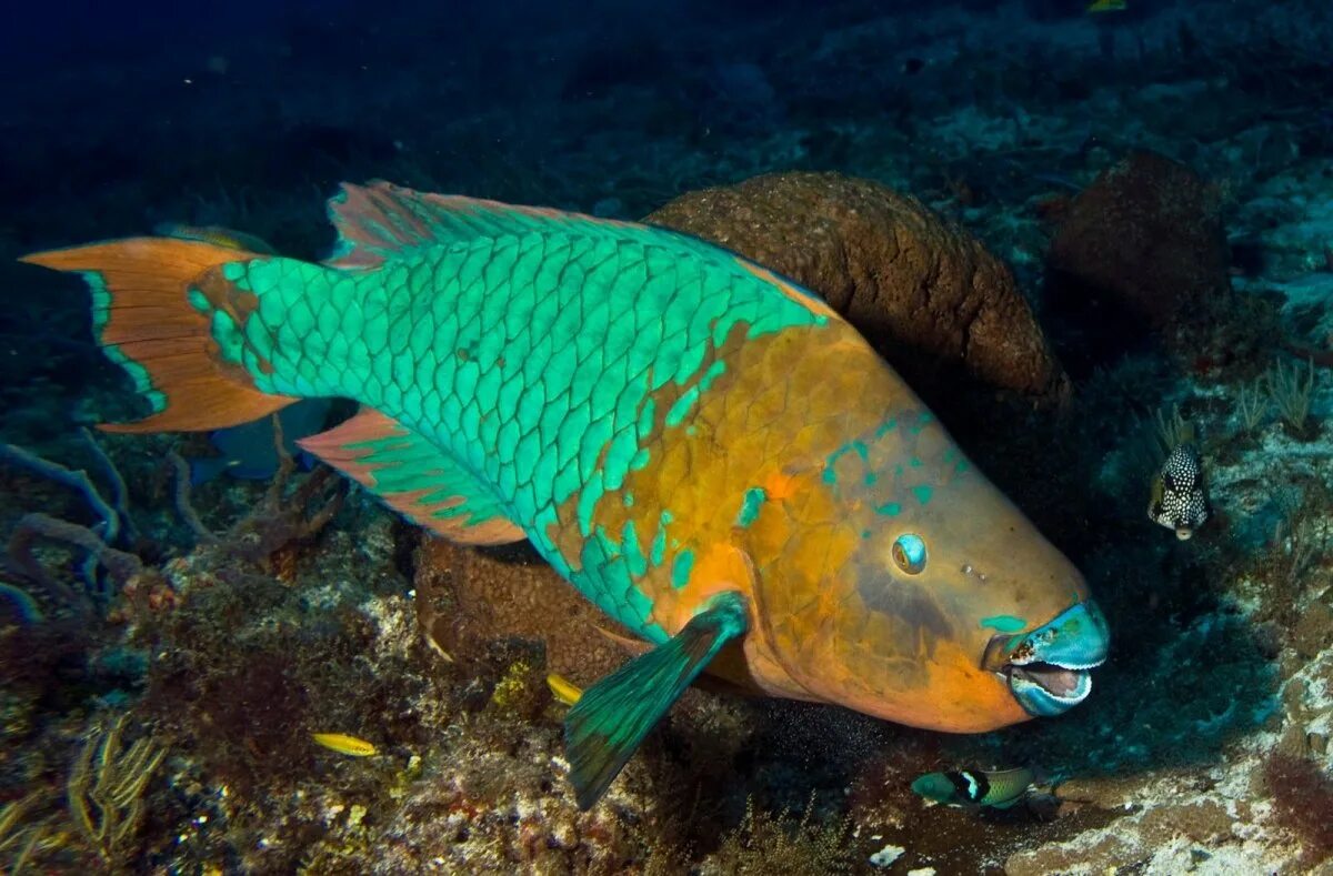Polaris parrotfish