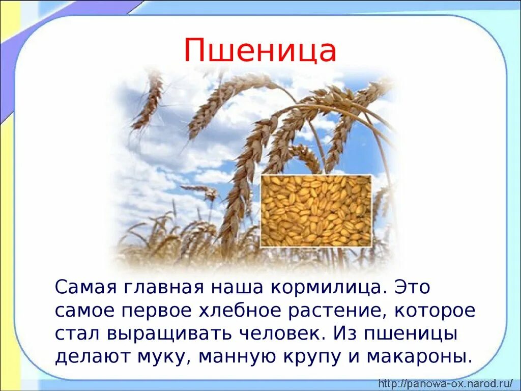 Сообщение о пшенице. Описание пшеницы. Сообщение о пшенице 3 класс. Пшеница доклад.