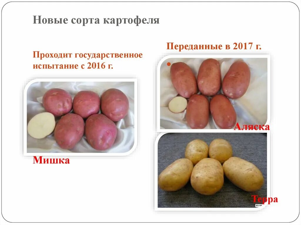 Картофель беллароза описание сорта характеристика. Картошка Беллароза характеристика. Сорт картофеля Беллароза. Картофель мишка описание сорта.