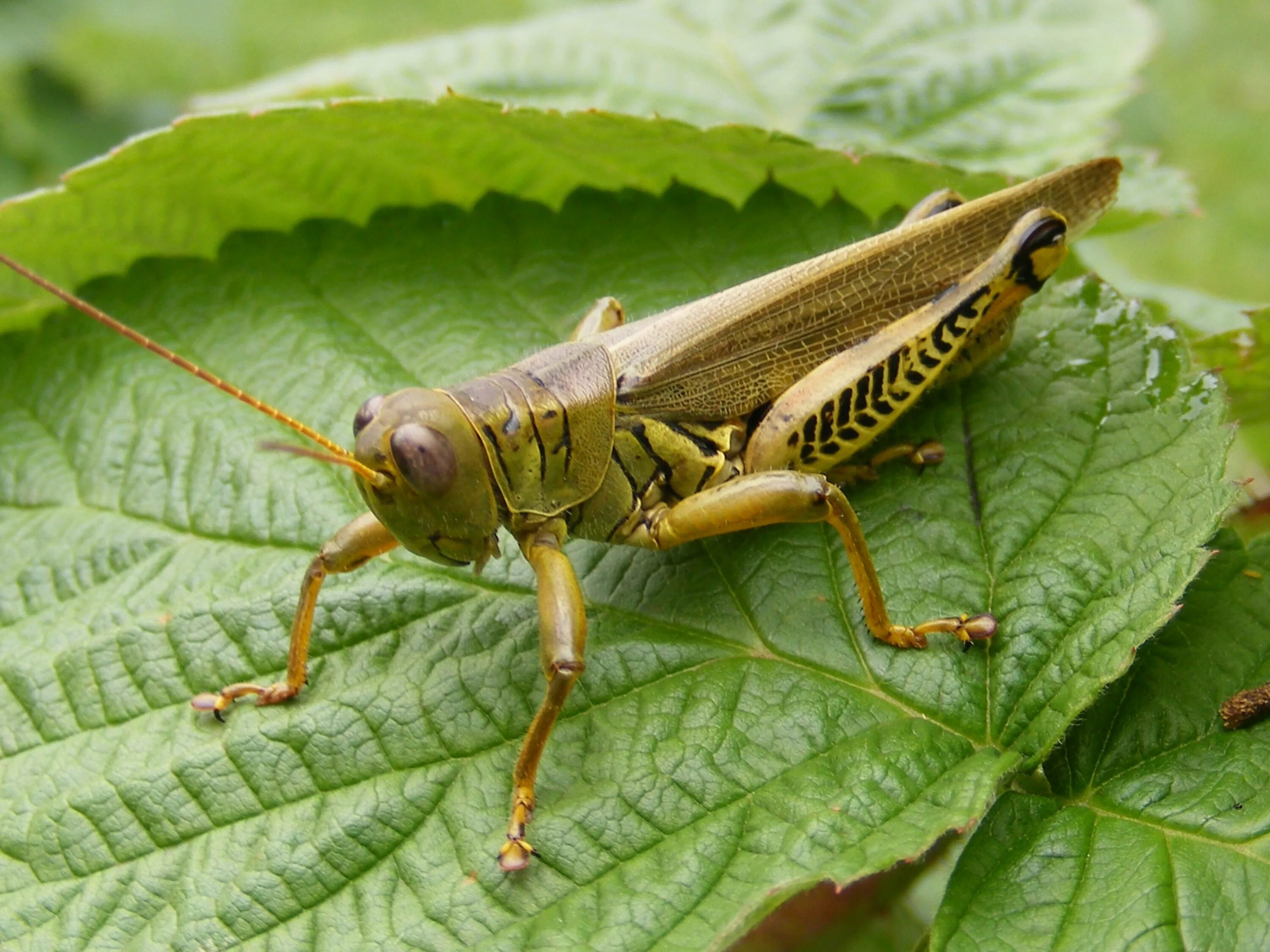 Кузнечик Луговой. Зеленая кобылка кузнечик. Саранчовые (Acrididae). Саранча кормовая. Кузнечик пальчик