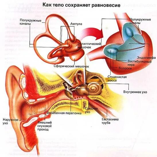 Мешочки и полукружные каналы вестибулярного аппарата. Сферический мешочек внутреннего уха. Вестибулярный нерв. Эндолимфа внутреннего уха. Слуховой анализатор эллиптические и сферические мешочки.