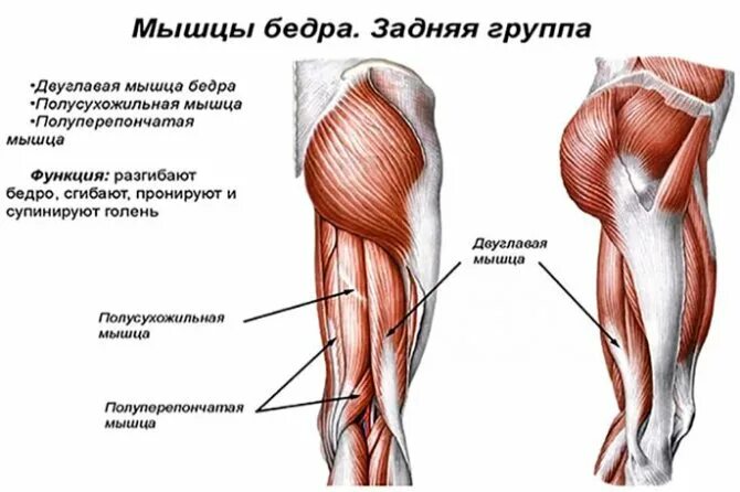 Надрыв связок мышц. Задняя группа мышц бедра анатомия. сухожилие мышц бедра задняя поверхность бедра. мышцы сухожилия связки бедра. растяжение связок задней мышцы бедра.