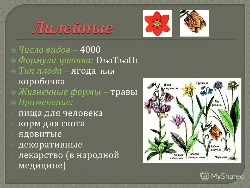 формула цветка ч5л5т10п1 характерна для семейства. формула цветка ч5л5т. ч4 л4 т4 2 п1. крестоцветные растения диаграмма цветка. формула цветка ч5л5т5п1 характерна.