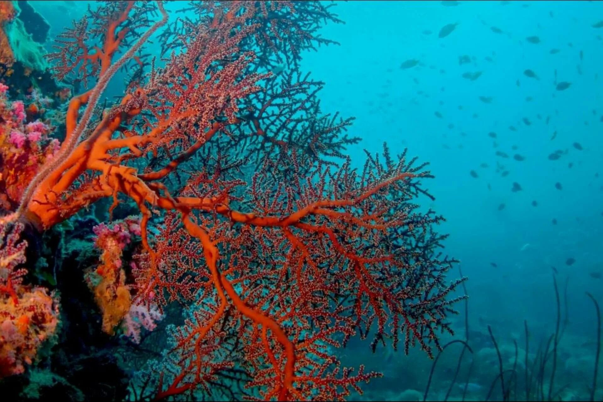 Коралловые полипы рифы. Кораллина водоросль. Морские водоросли на рифе. Коралловые полипы в индийском океане.