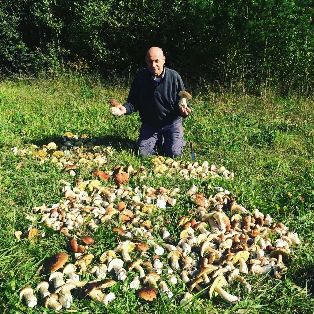 грибники подмосковья. ёлкино воскресенский район грибы. сбор опят в лесу. много съедобных грибов. их можно собирать в разной.