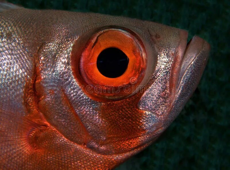 Опишите органы зрения рыб. Строение глаза рыбы. Глаз рыбы селедки. Орган зрения рыбы строение. Органы чувств рыб строение.