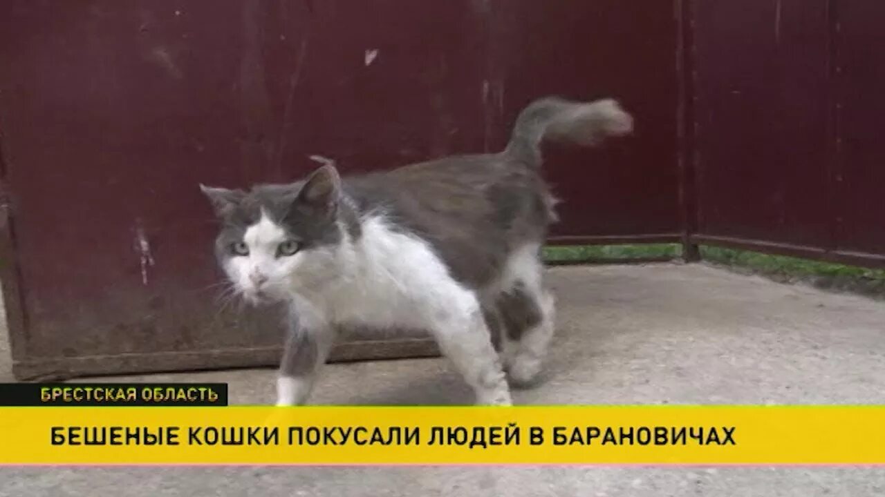 Нападение кота. Нападение кошек на людей. Бешеная кошка.