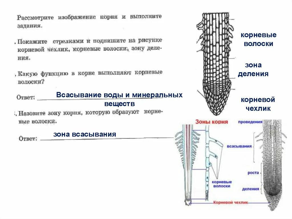 Из какой ткани состоит корень. Корневой чехлик это в биологии 6 класс. Зоны корня 6 класс биология корневые волоски. Корневой чехлик и корневые волоски. Зона всасывания зона деления корневой чехлик зона.