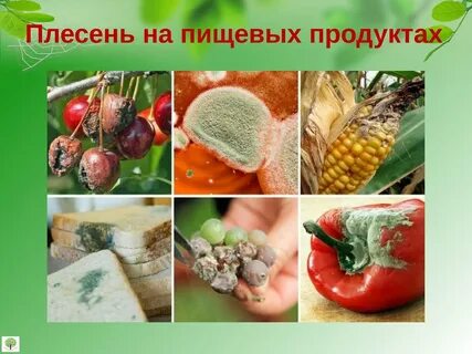 Можно есть продукты с плесенью