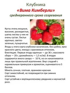 Вима кимберли клубника описание отзывы