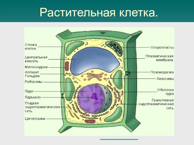 Биология 5 кл строение растительной клетки. Строение растительной клетки клетки. Строение растительной клетки 10. Строение растительной клетки 10 класс