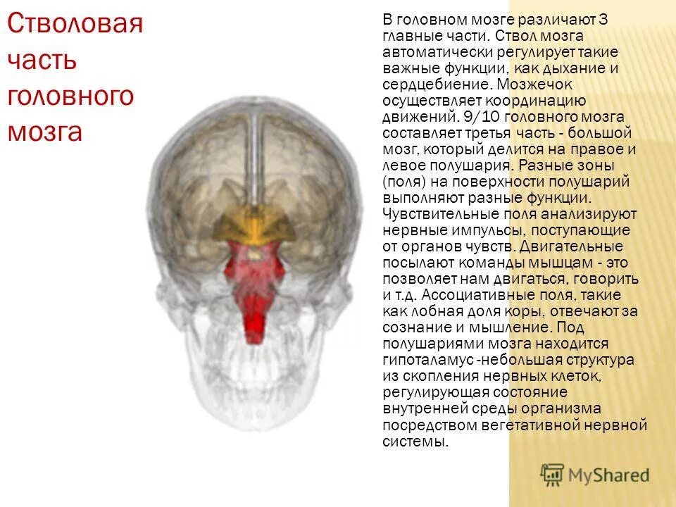 Ствол головного мозга строение и функции. Строение и функции стволовой части мозга. Строение отделов ствола головного мозга. Структуры стволовой части головного мозга:. В состав ствола мозга входят