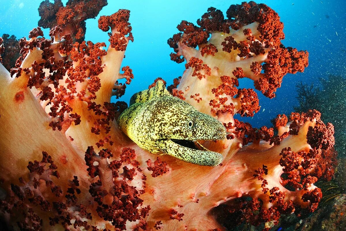 Мурена большой Барьерный риф. Мурена в кораллах. Удивительные морские обитатели. Обитатели морского дна.