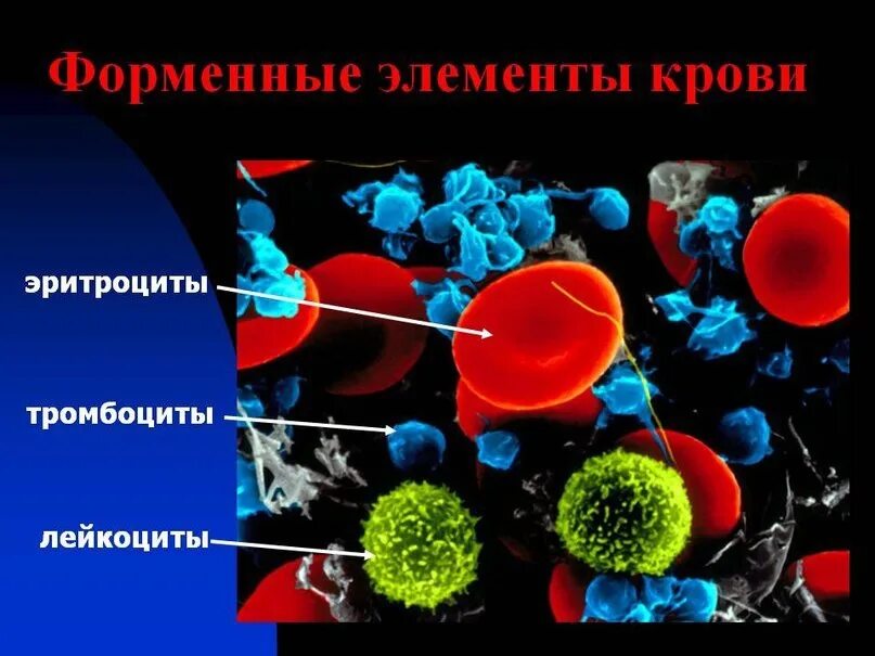 Эритроциты лейкоциты тромбоциты что это. Эритроциты лейкоциты тромбоциты рисунок. функции эритроцитов лейкоцитов тромбоцитов. клетки эритроциты лейкоциты тромбоциты.