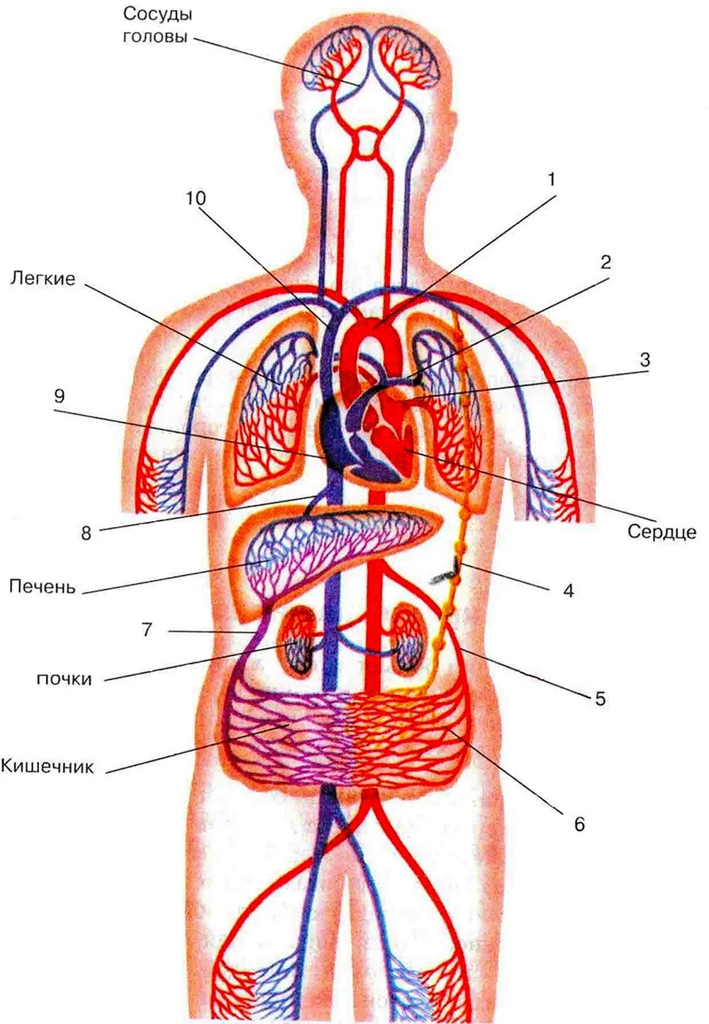 Схема малого круга кровообращения 8 класс биология. Схема кровообращения человека рис 63. Малый и большой круг кровообращения человека схема анатомия. Схема малый круг кровообращения человека 8 класс биология. Средний круг кровообращения