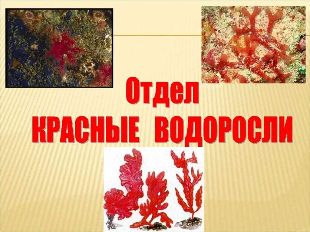 Красные водоросли. Отдел красные водоросли. Отдел красные водоросли водоросли. Отдел красные водоросли представители.