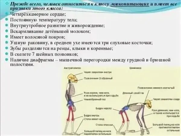Почему класс млекопитающие. Человек относится к млекопитающим. почему человек относится к классу млекопитающих. почему человек относится к млекопитающим. почему человека относят к классу млекопитающих.