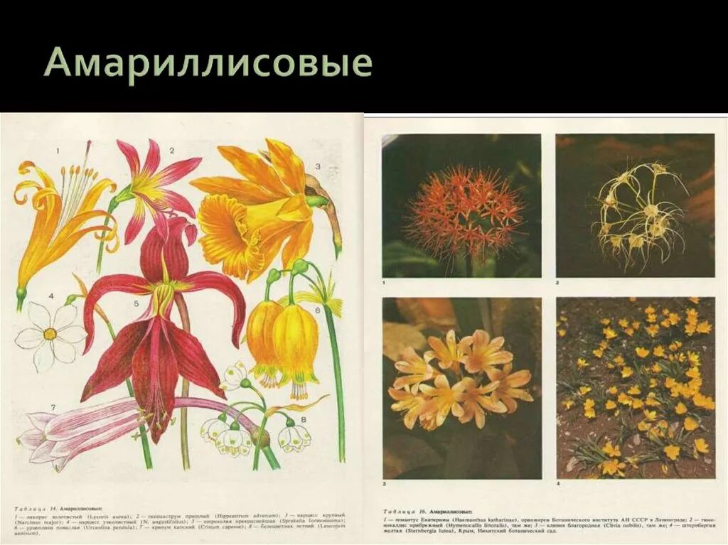 Формула амариллисовых. Амариллисовые формула цветка. диаграмма цветка амариллисовых. семейство амариллисовые. семейство амариллисовые представители.