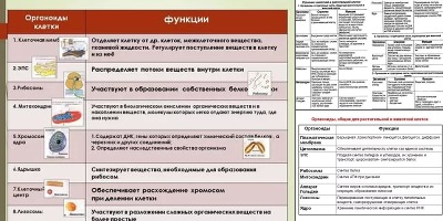 органоиды животной клетки таблица