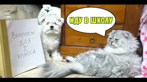Ляпота тв дзен
