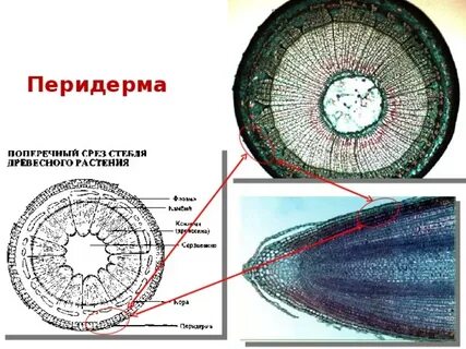 Ветка липы какая ткань